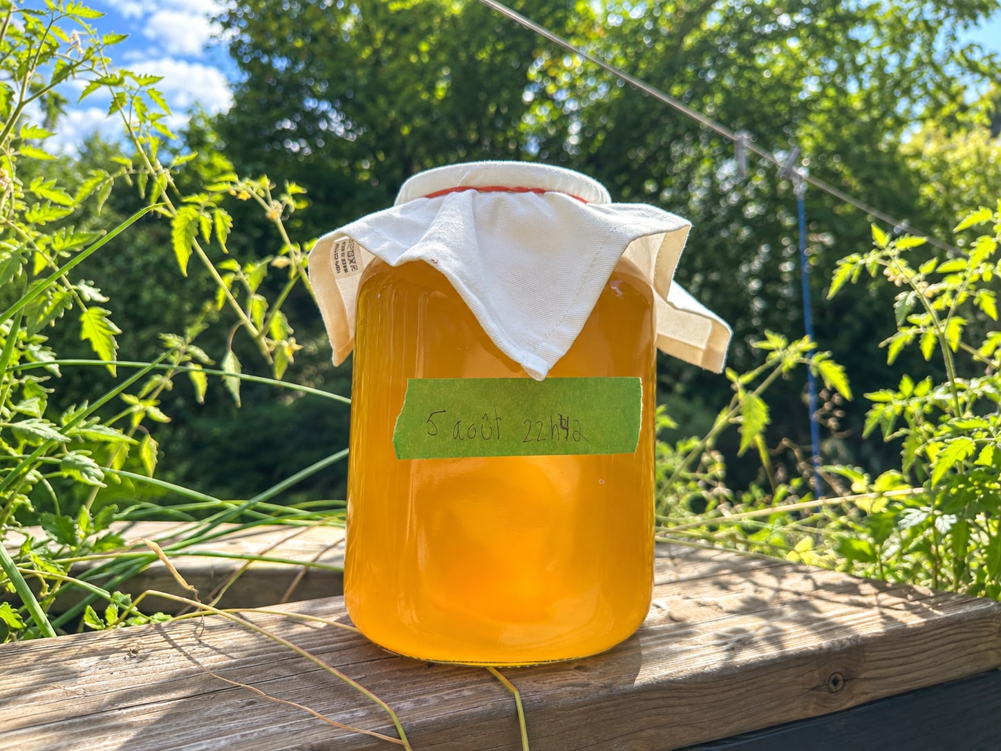 Kombucha maison
