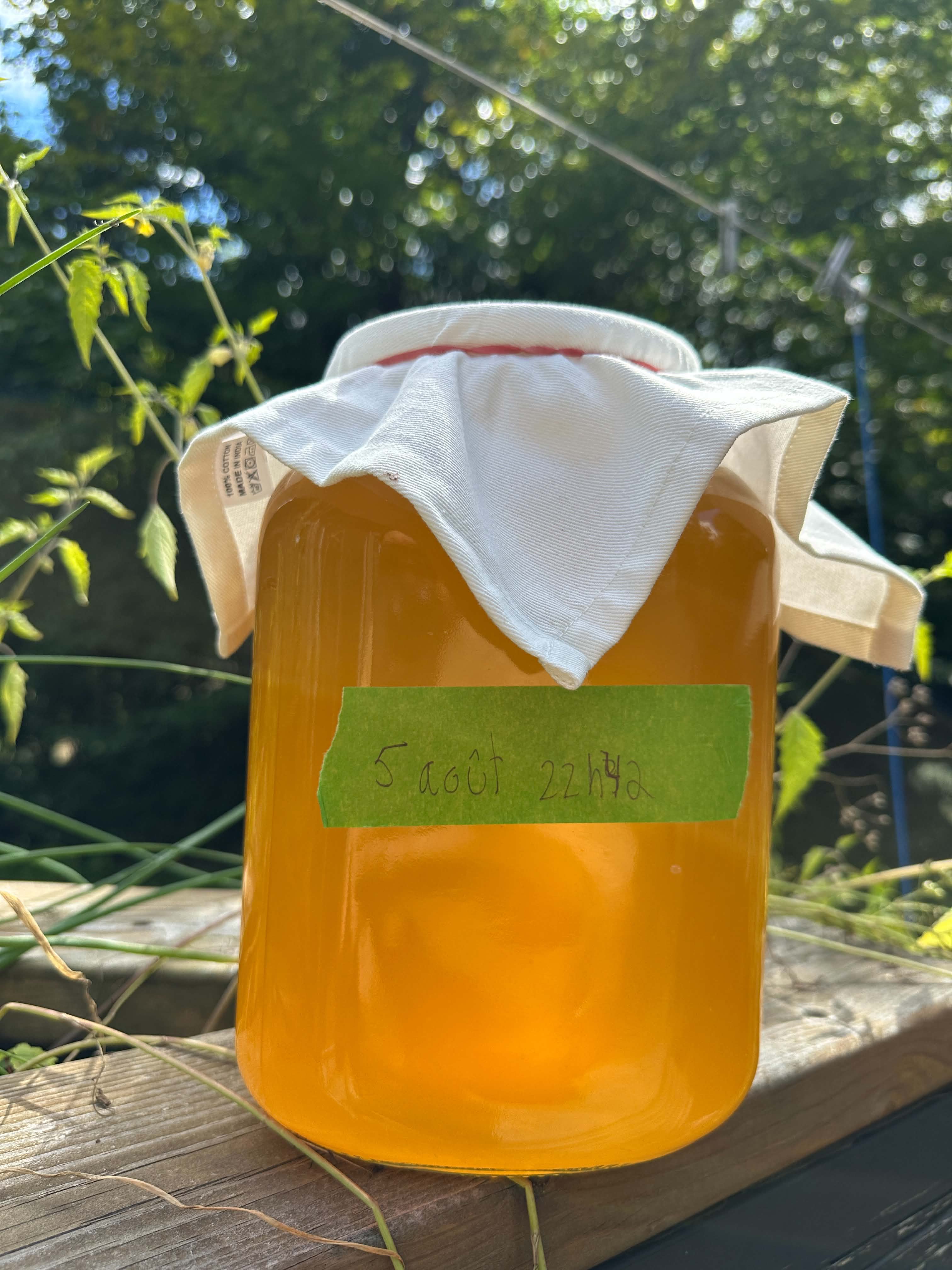 Kombucha maison