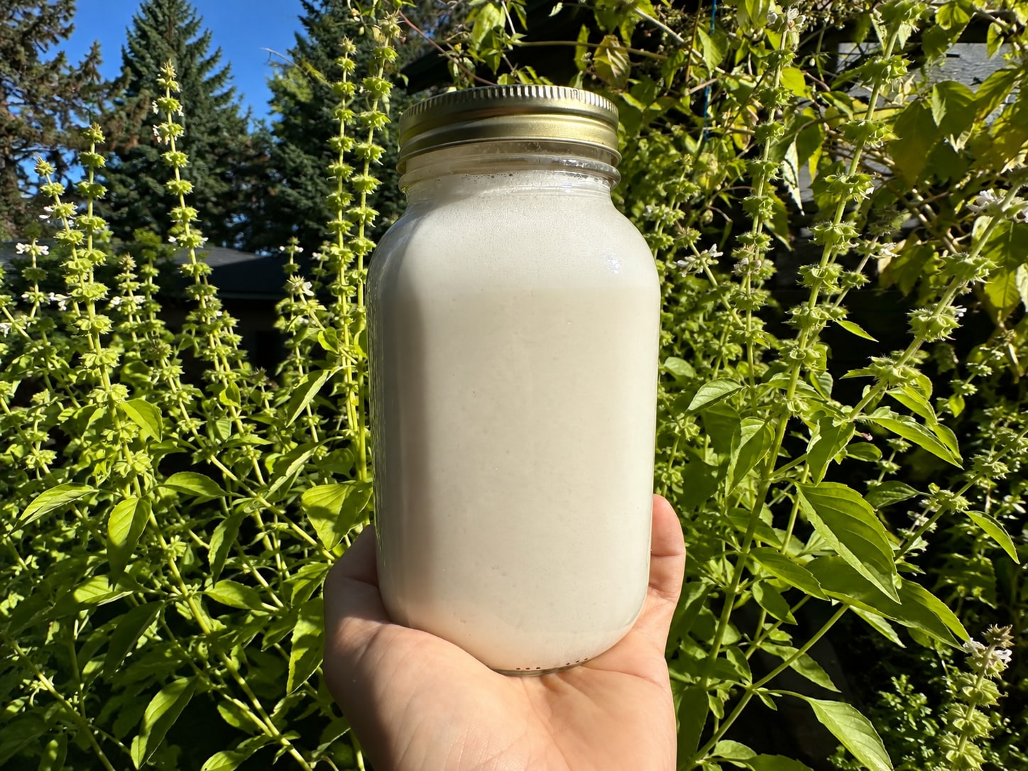 Lait de cajou maison