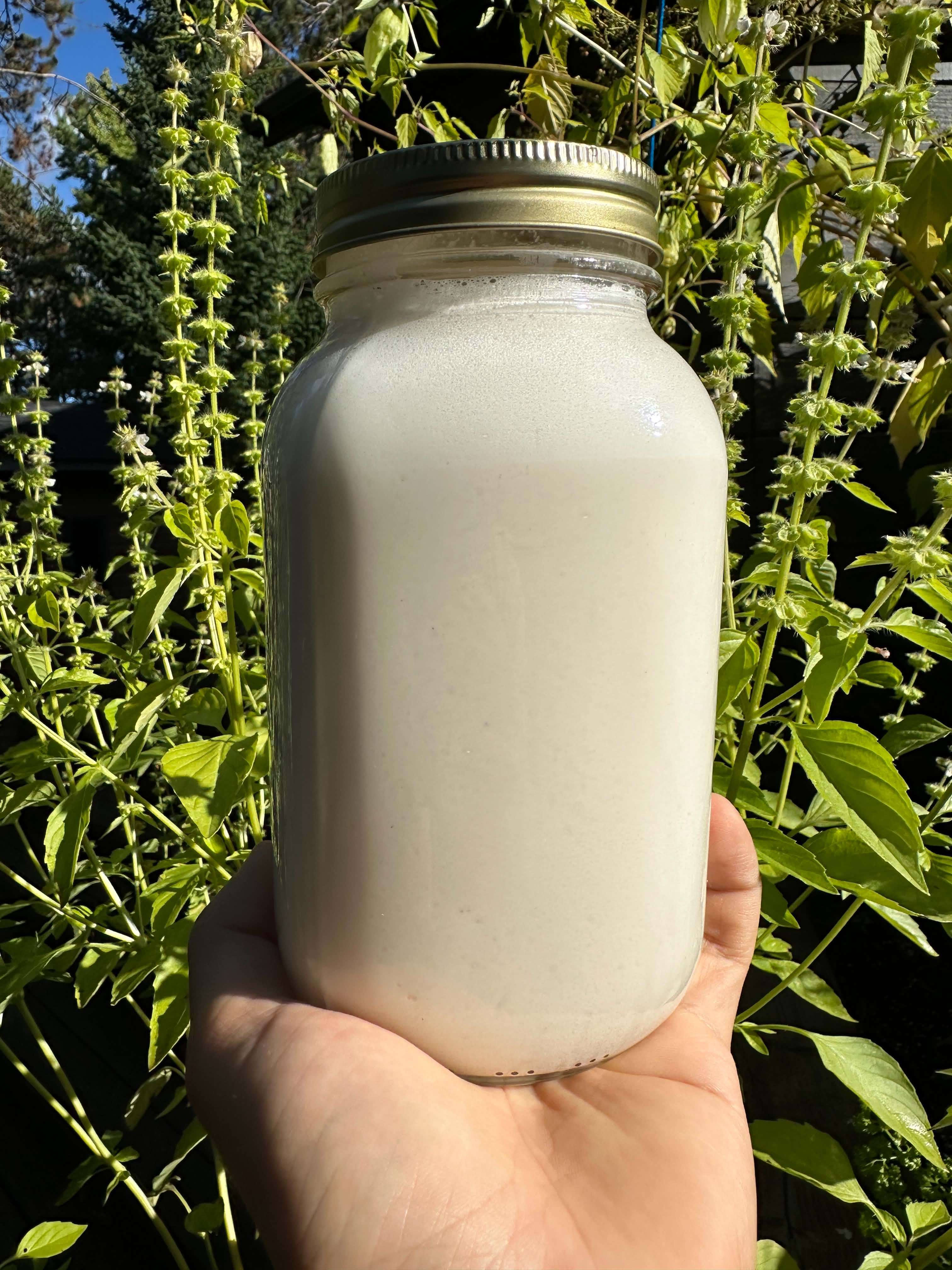 Lait de cajou maison